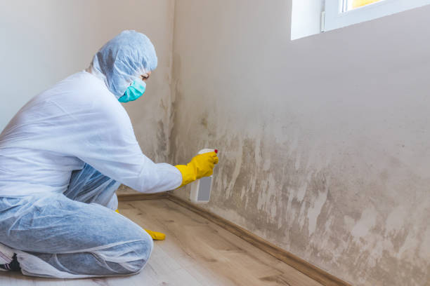 Licensed Attic Mold Removal service in Woodland, NC - WQB Mold Removal