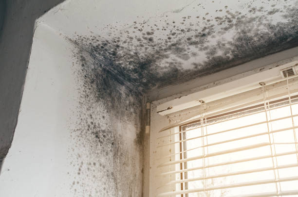 Affordable Attic Mold Removal solutions in Woodland, NC