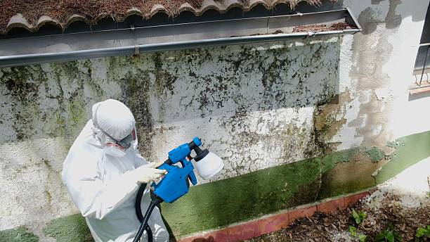 Top rated local Attic Mold Removal specialists in Woodland, NC